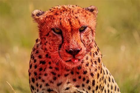 red cheetah